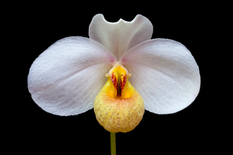 Paphiopedilum emersonii