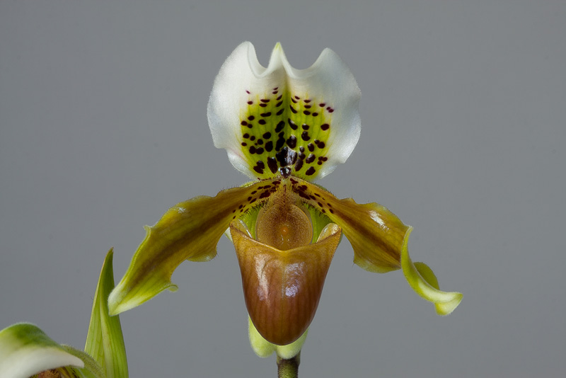 Paphiopedilum exul (Ridl.) Rolfe Paphiopedilum_exul1.jpg