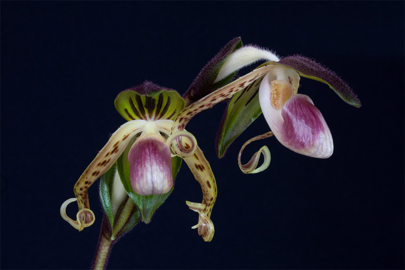 Paphiopedilum gigantifolium