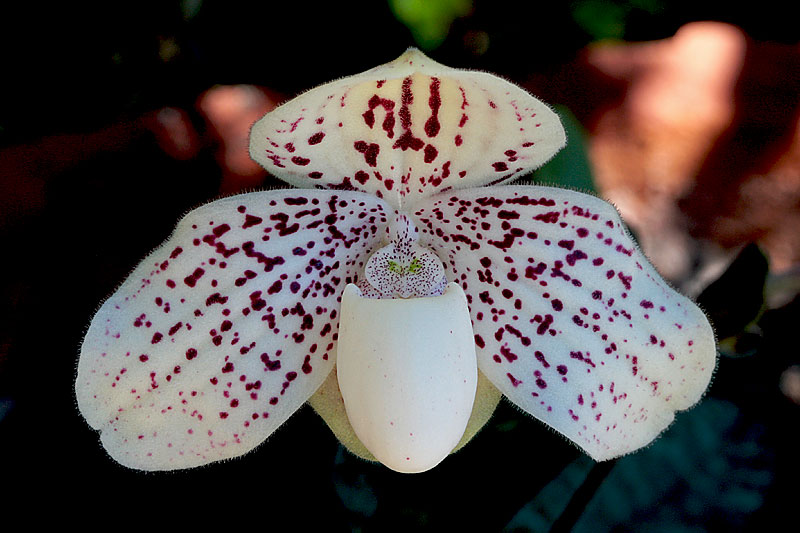 Paphiopedilum godefroyae