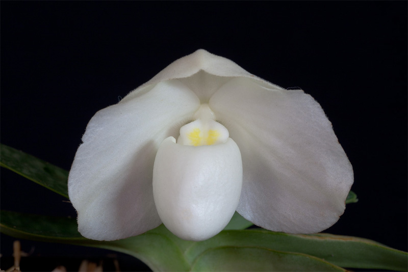 Paphiopedilum_godefroyae_f_album.jpg