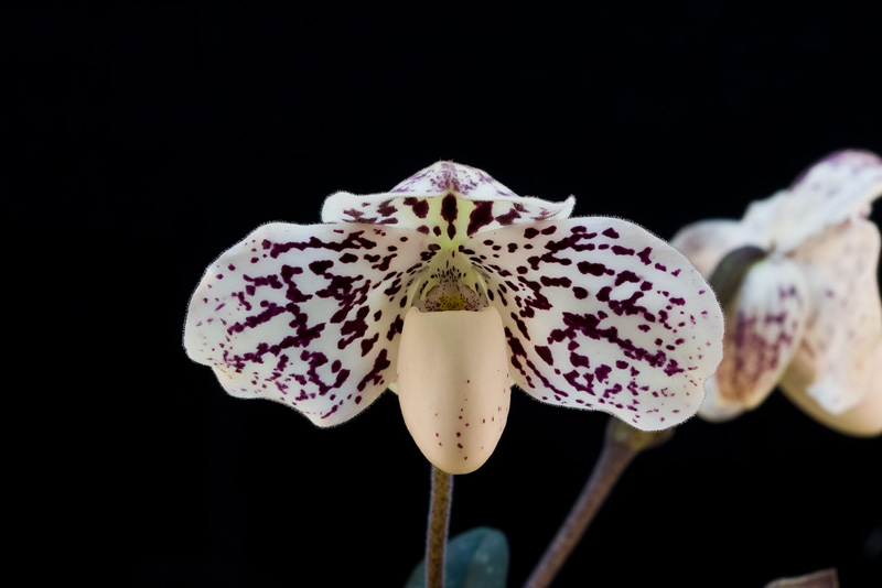 Paphiopedilum_godefroyae_leuco1.jpg