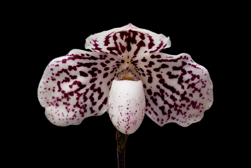 Paphiopedilum godefroyae (God.-Leb.) Stein Paphiopedilum_godefroyae_leuco2.jpg