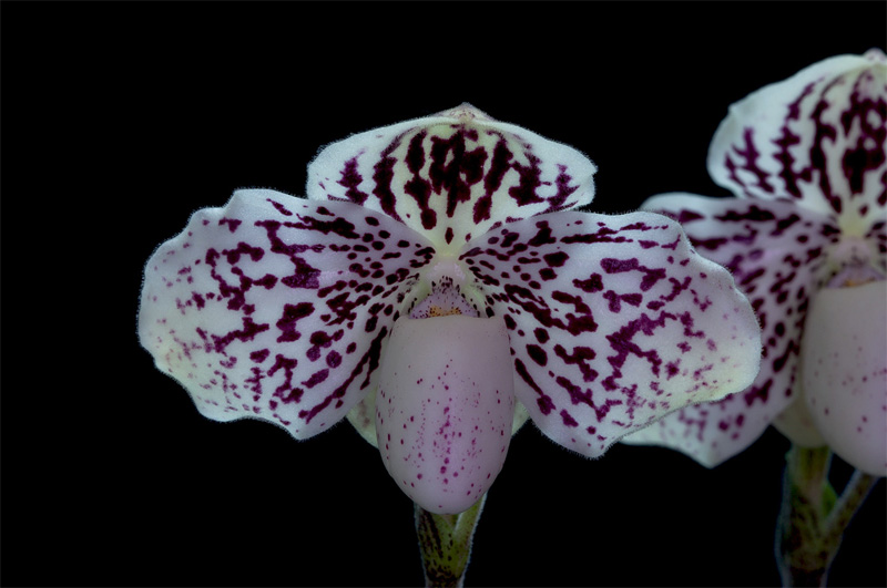 Paphiopedilum godefroyae