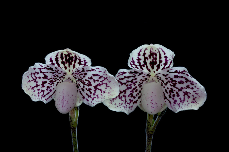 Paphiopedilum_godefroyae_leuco5.jpg