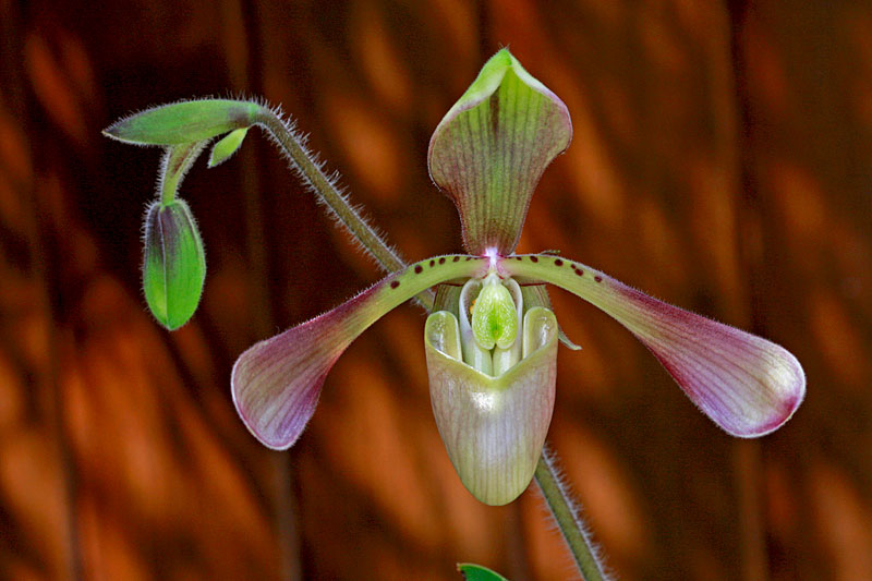 Paphiopedilum haynaldianum