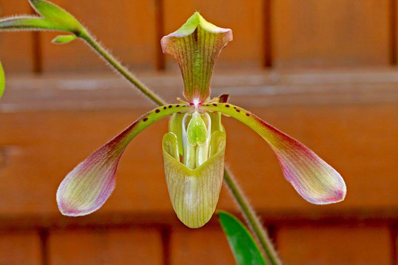 Paphiopedilum haynaldianum