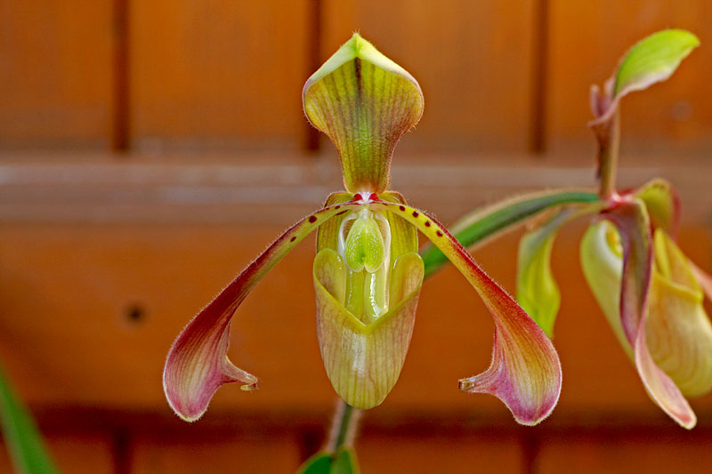 Paphiopedilum haynaldianum