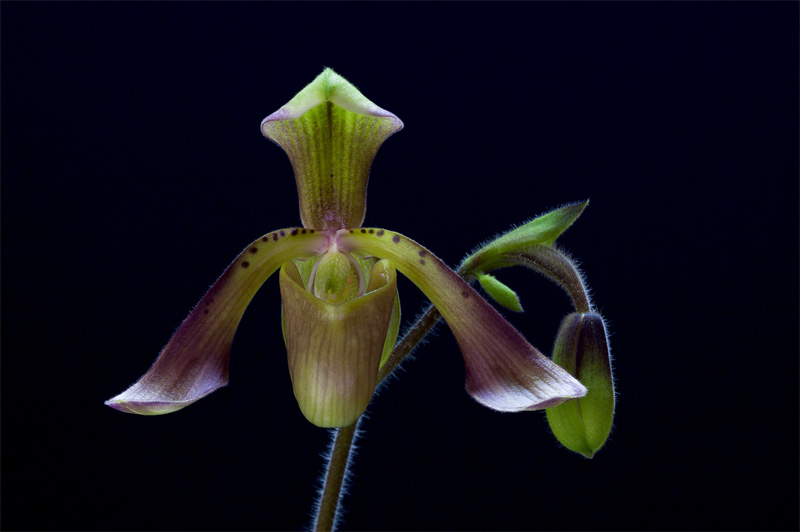 Paphiopedilum haynaldianum (Rchb.f.) Stein Paphiopedilum_haynaldianum5.jpg