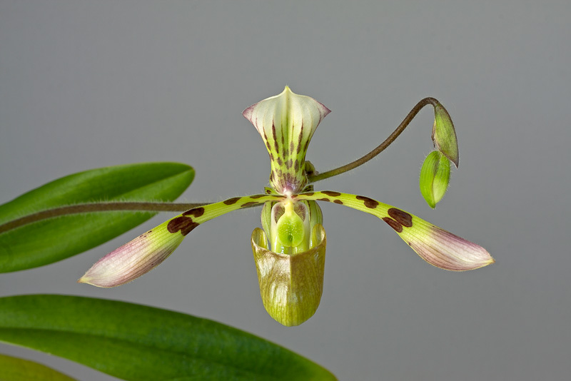 Paphiopedilum_haynaldianum6.jpg