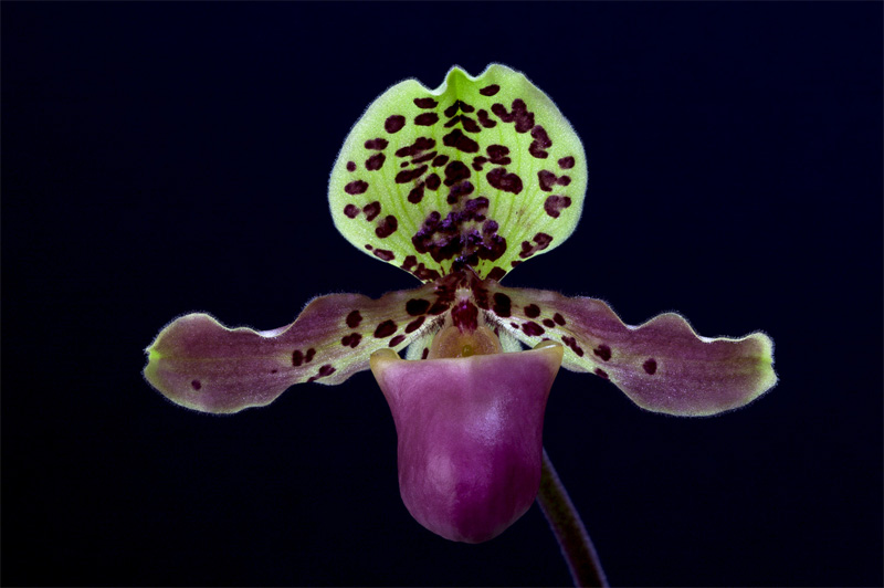 Paphiopedilum henryanum