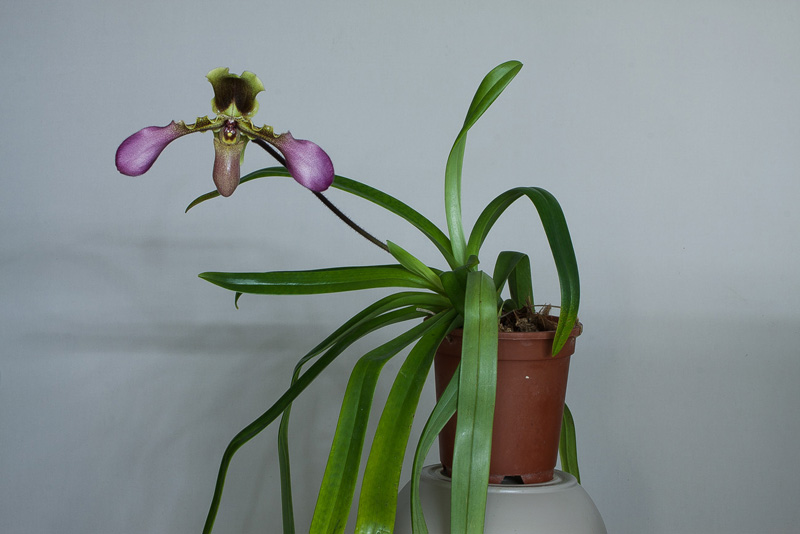 Paphiopedilum hirsutissimum var. esquirolii (Schltr.) K.Karas. & K.Saito Paphiopedilum_hirsutissimum_esquirolii3.jpg