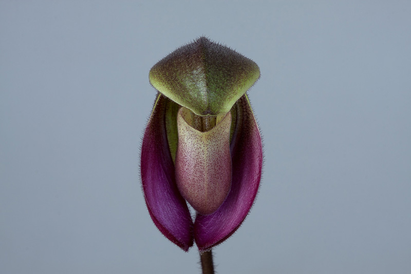 Paphiopedilum hirsutissimum var. esquirolii (Schltr.) K.Karas. & K.Saito Paphiopedilum_hirsutissimum_esquirolii4.jpg