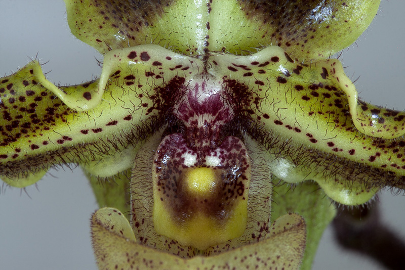 Paphiopedilum hirsutissimum var. esquirolii