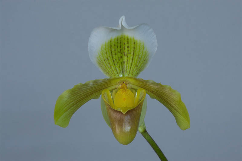 Paphiopedilum insigne