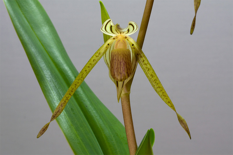 Paphiopedilum kolopakingii