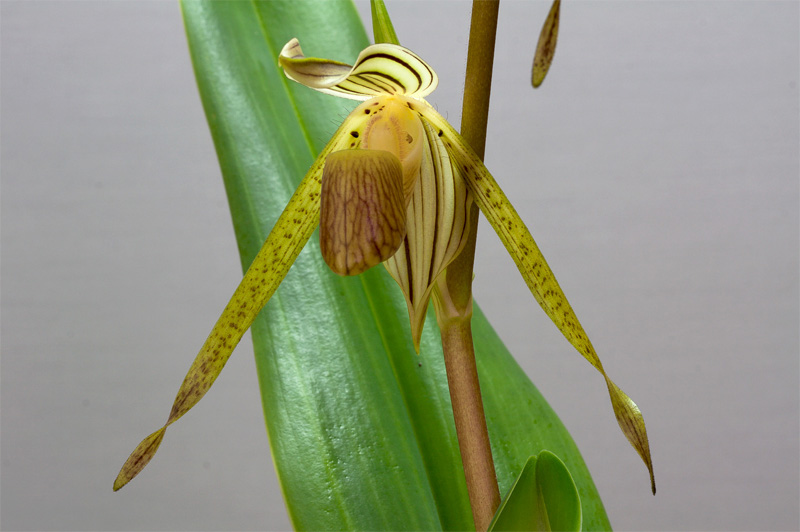 Paphiopedilum kolopakingii