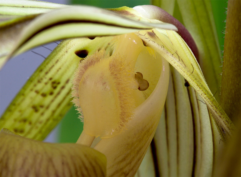 Paphiopedilum kolopakingii