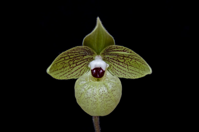 Paphiopedilum malipoense