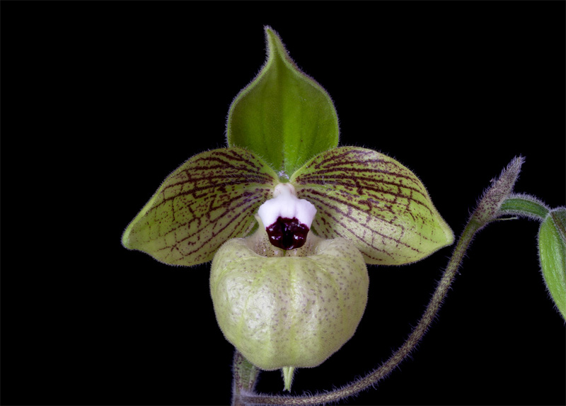 Paphiopedilum_malipoense4.jpg