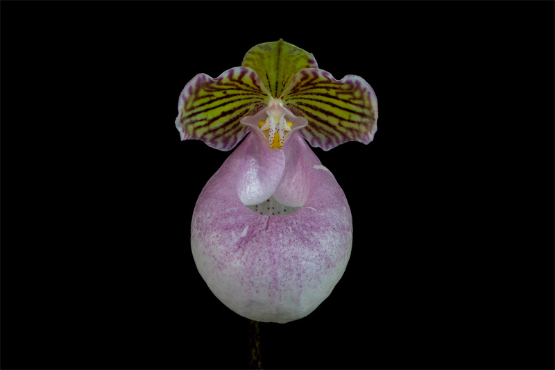 Paphiopedilum_micranthum1.jpg