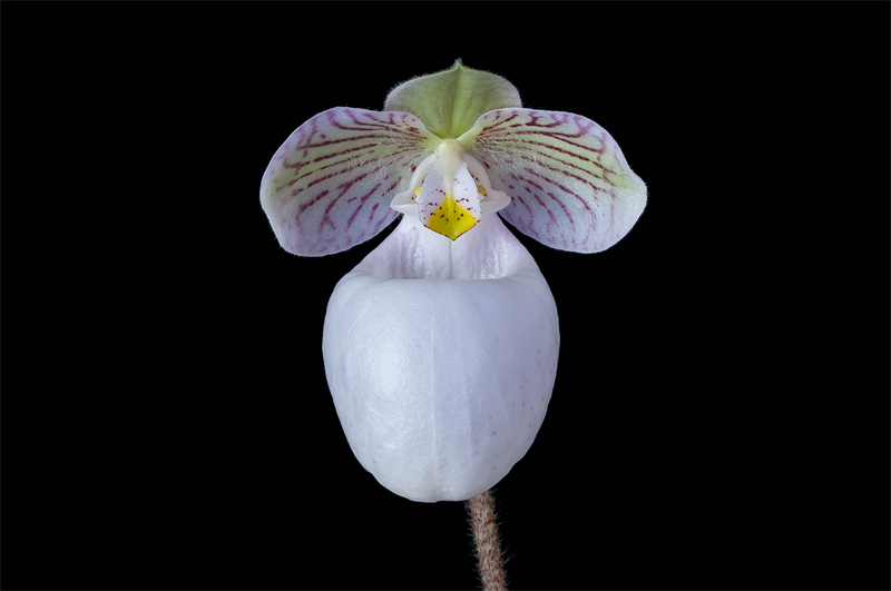 Paphiopedilum micranthum subsp.eburneum