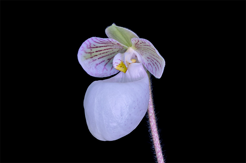 Paphiopedilum_micranthum_eburneum2.jpg