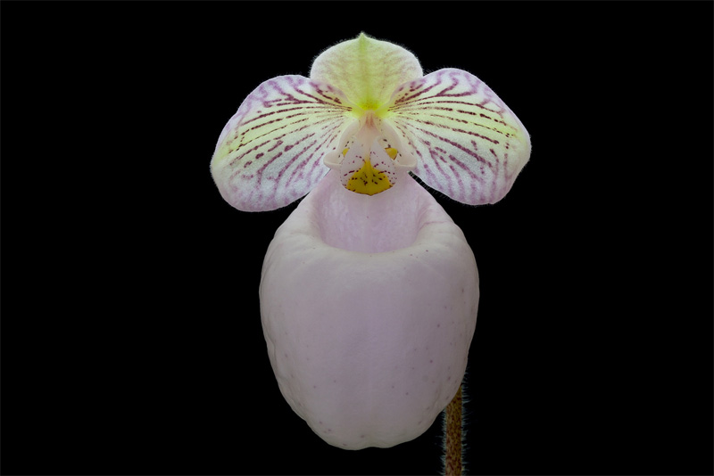 Paphiopedilum micranthum subsp.eburneum