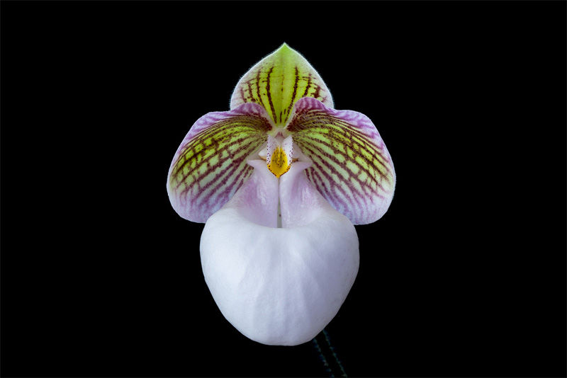 Paphiopedilum micranthum subsp.eburneum Paphiopedilum_micranthum_eburneum_bis1.jpg