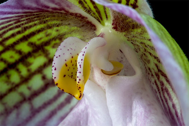 Paphiopedilum micranthum subsp.eburneum