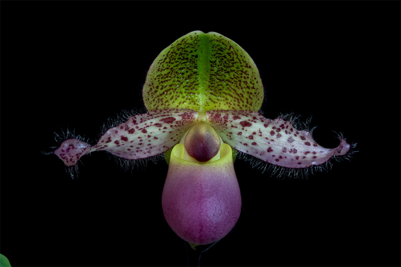 Paphiopedilum moquetteanum