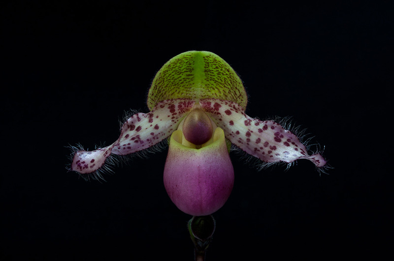 Paphiopedilum moquetteanum