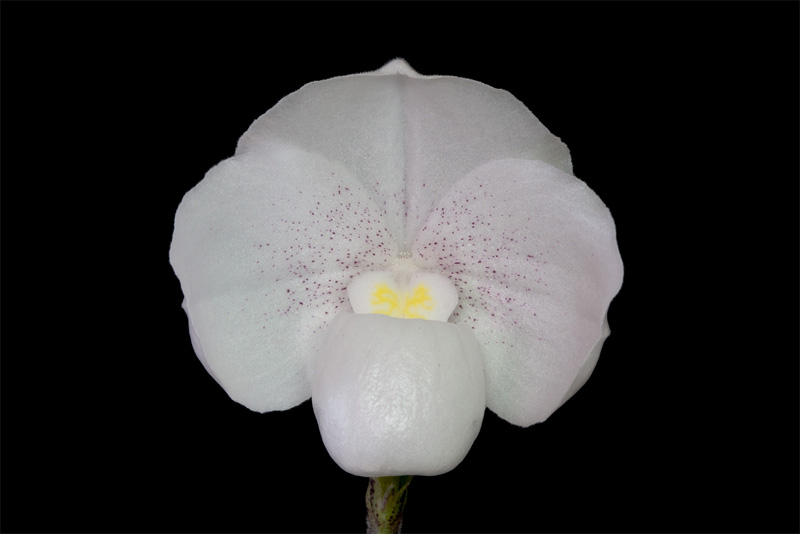Paphiopedilum niveum (Rchb.f.) Stein Paphiopedilum_niveum.jpg