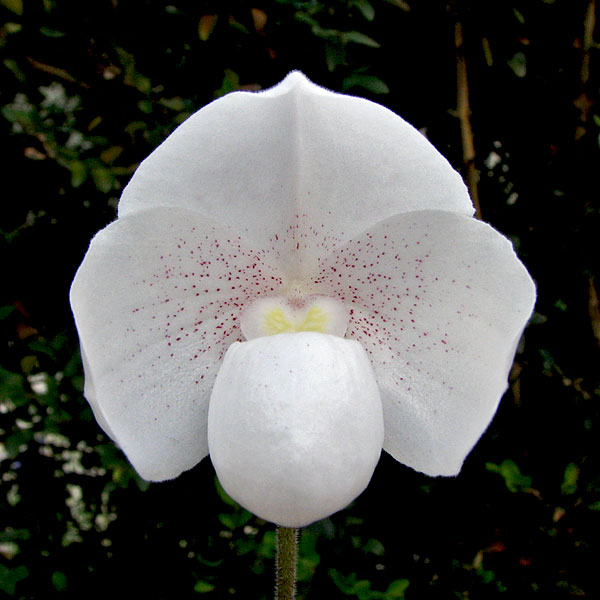 Paphiopedilum niveum (Rchb.f.) Stein Paphiopedilum_niveum1.jpg