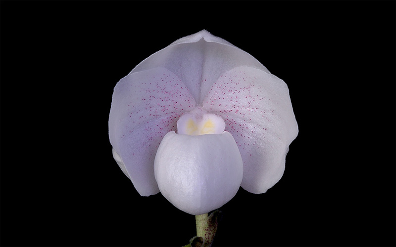 Paphiopedilum niveum