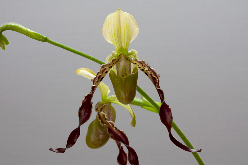 Paphiopedilum parishii