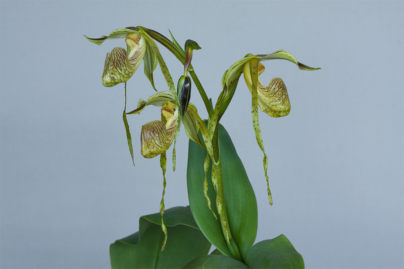Paphiopedilum platyphyllum T.Yukawa Paphiopedilum_platyphyllum1.jpg