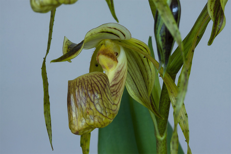 Paphiopedilum platyphyllum