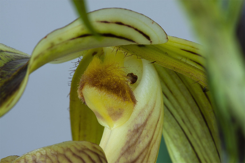Paphiopedilum platyphyllum T.Yukawa Paphiopedilum_platyphyllum4.jpg