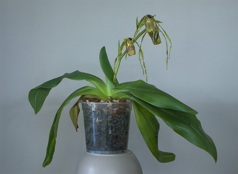 Paphiopedilum platyphyllum