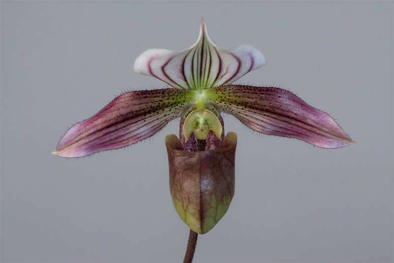 Paphiopedilum purpuratum (Lindl.) Stein Paphiopedilum_purpuratum1.jpg