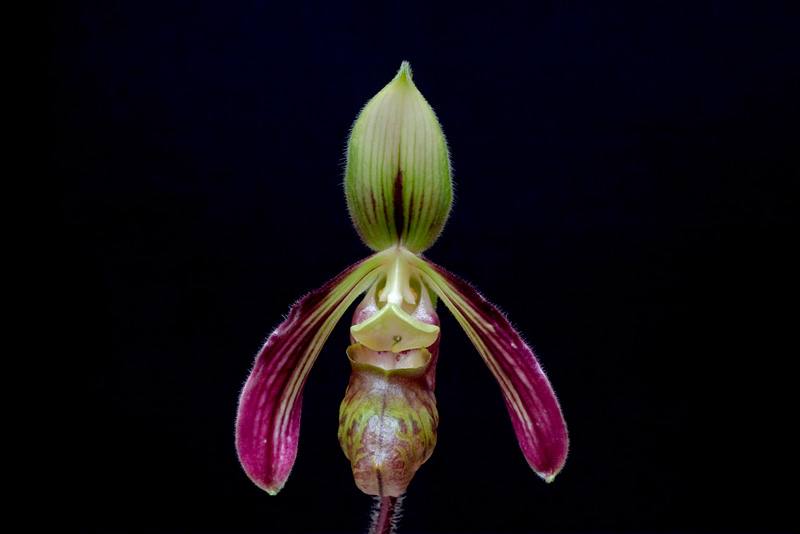 Paphiopedilum_sangii1.jpg