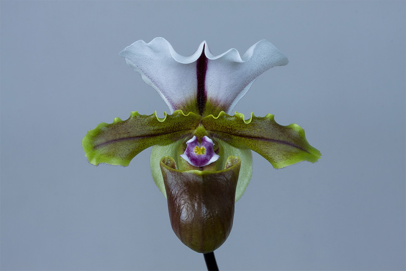 Paphiopedilum spicerianum