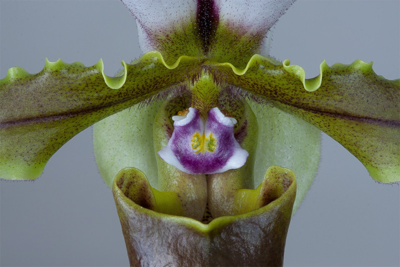 Paphiopedilum spicerianum