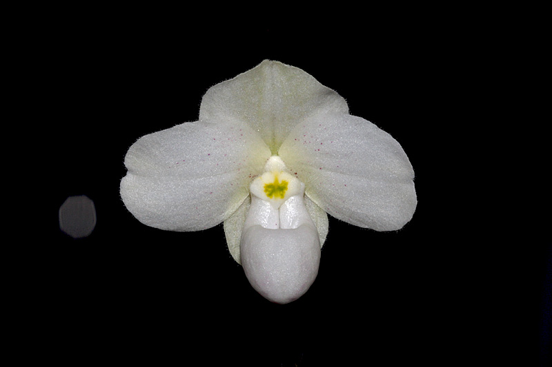 Paphiopedilum_thaianum2.jpg