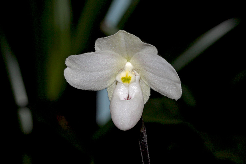 Paphiopedilum_thaianum3.jpg