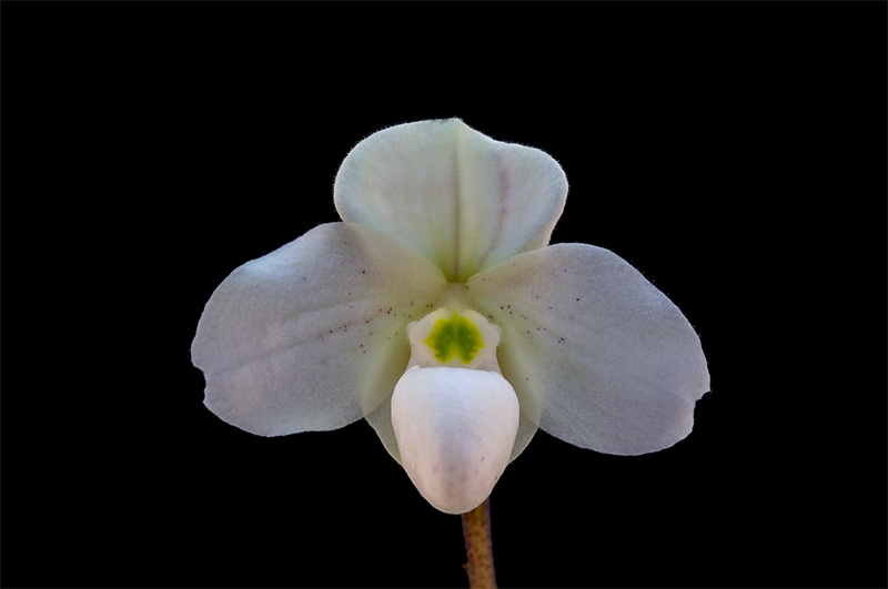 Paphiopedilum thaianum Iamwir. Paphiopedilum_thaianum4.jpg