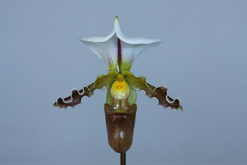 Paphiopedilum tranlienianum