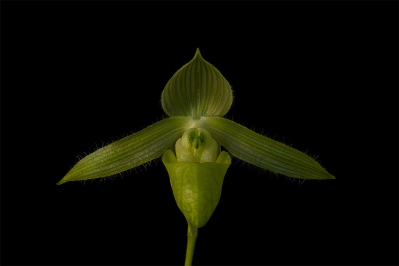 Paphiopedilum wardii f. alboviride