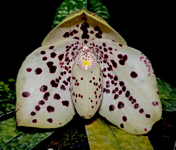 Paphiopedilum wenshanense